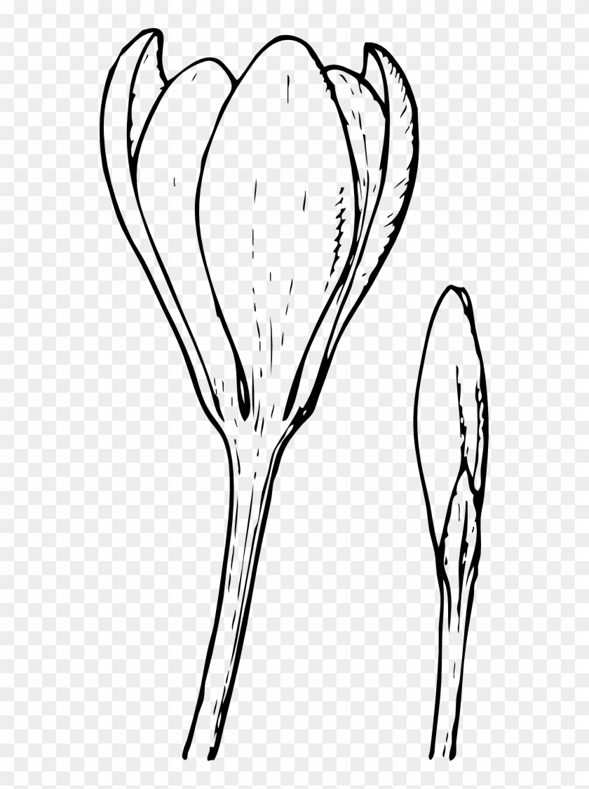 840x1125 Crocus Flower And Bud Coloring Book Colouring Xochi - Crocus Flower Drawing