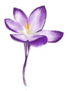249x322 crocus drawing flowers flower tattoos, anchor tattoos, tattoos - Crocus Flower Drawing