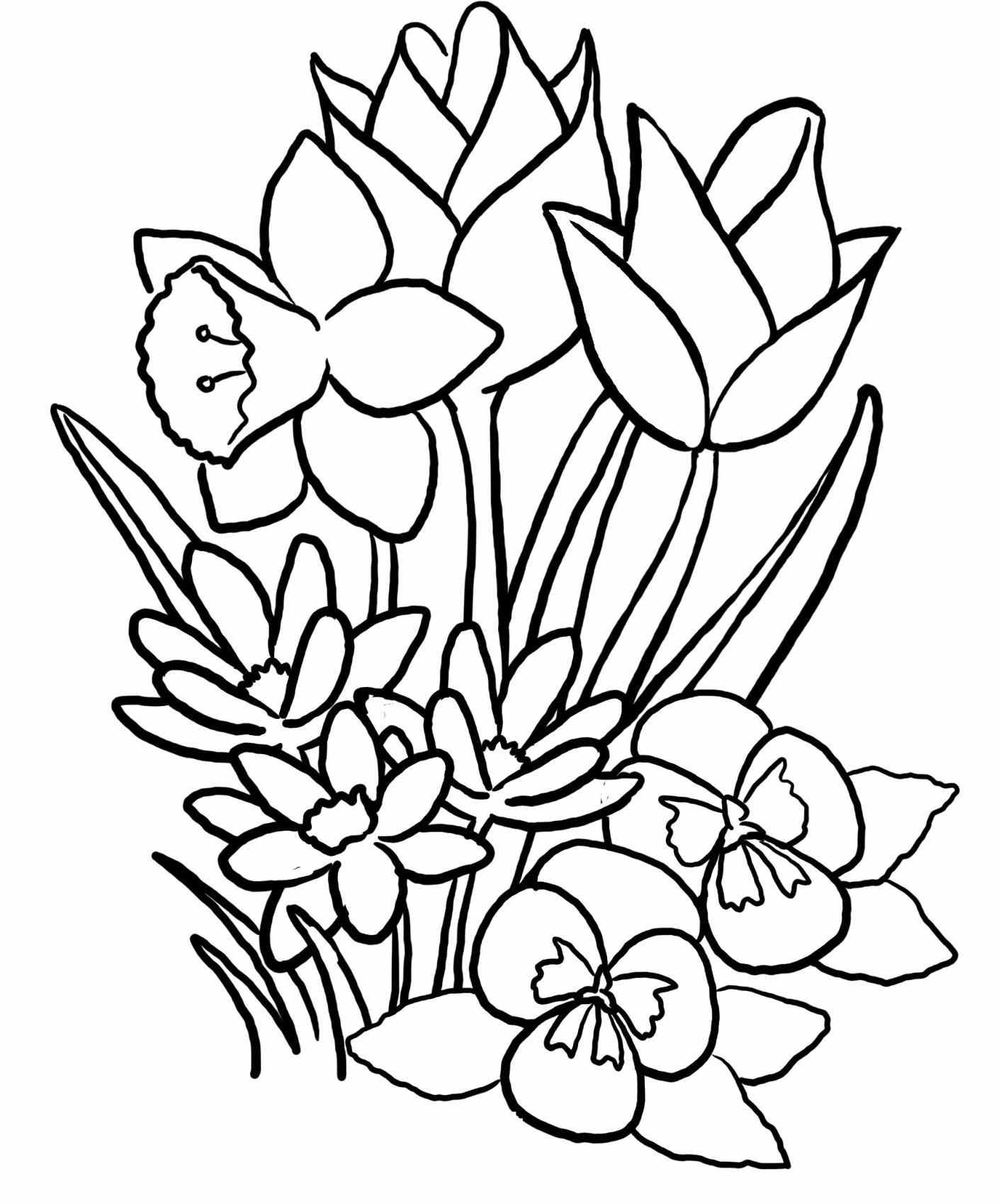 1410x1700 Crocus Drawing Free Download - Crocus Flower Drawing