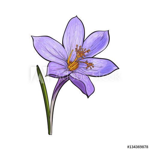 500x500 delicate single crocus spring flower with stem and leaf, sketch - Crocus Flower Drawing