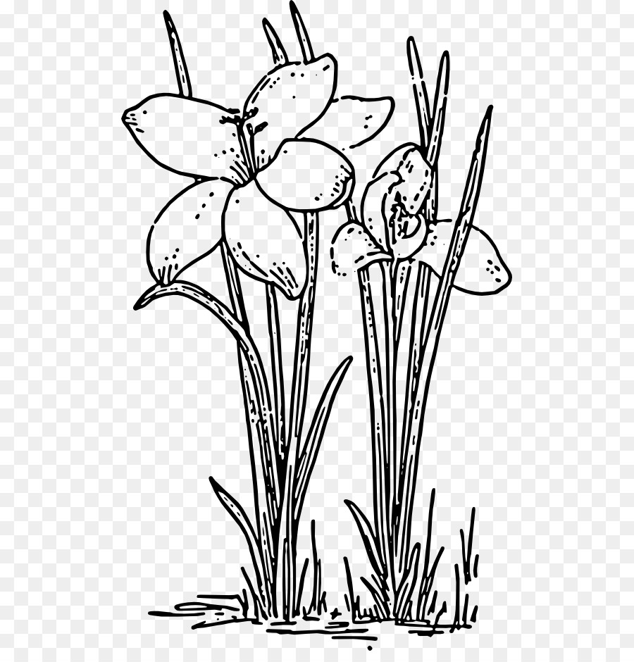 900x940 Drawing, Flower, Plant, Transparent Png Image Clipart Free Download - Crocus Flower Drawing
