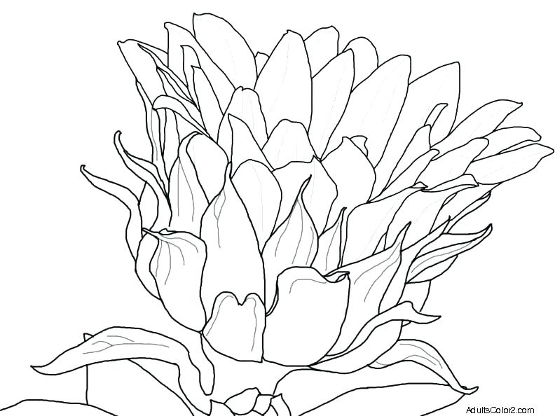 792x594 Free Crocus Flower Coloring - Crocus Flower Drawing