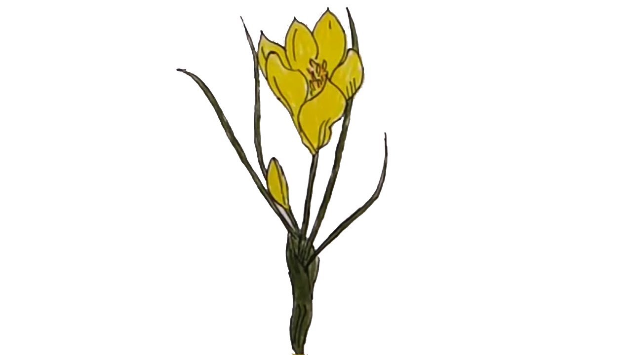 1280x720 How To Draw Crocus Flower Easy Step - Crocus Flower Drawing