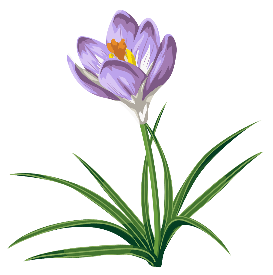 Crocus Flower Drawing at Explore collection of