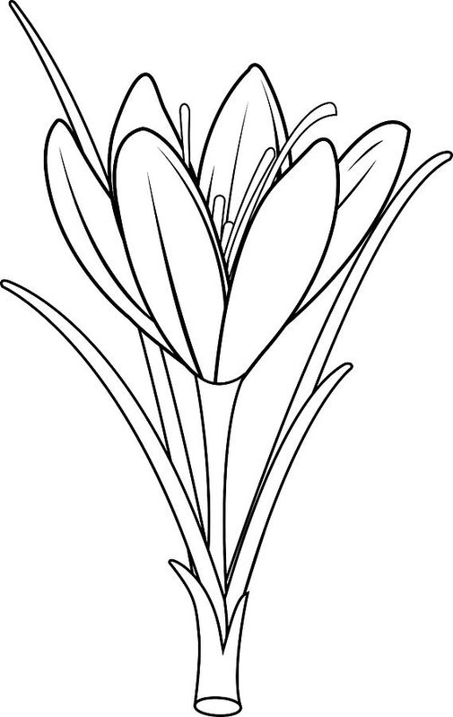 505x799 saffron crocus flower black and white coloring book - Crocus Flower Drawing