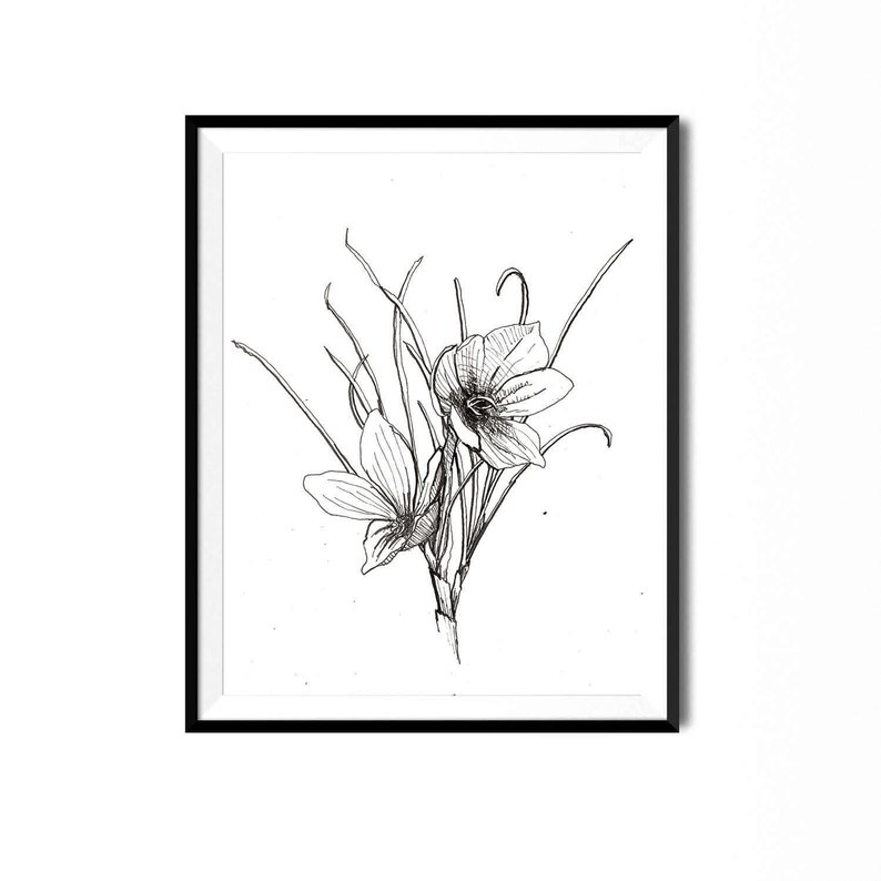 794x794 saffron crocus print botanical illustration flower art pen etsy - Crocus Flower Drawing