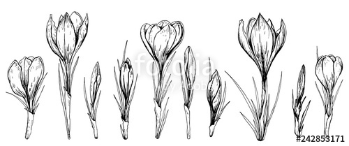 500x209 Set Of Spring Crocus Flowers Hand Drawn Vector Illustration - Crocus Flower Drawing