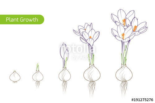 500x334 spring crocus flower growth germination evolution phases from bulb - Crocus Flower Drawing