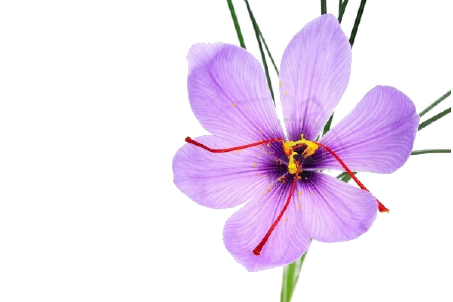 1440x960 saffron flower clipart - Crocus Flower Drawing
