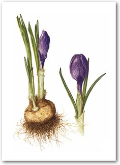 236x324 Best Crocus Drawing Images Vintage Botanical Prints, Botanical - Crocus Flower Drawing