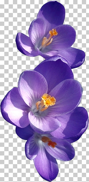 310x632 African Violets Birth Flower Drawing Violet, Purple Crocus - Crocus Flower Drawing