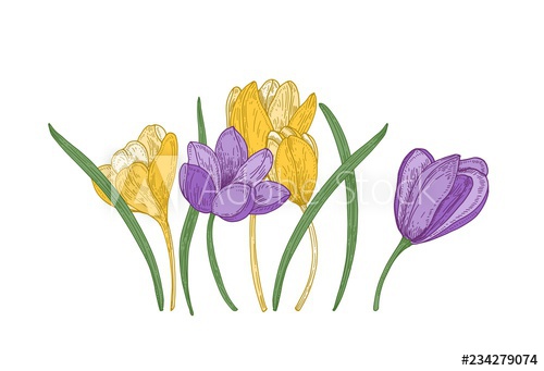 500x341 blooming spring crocus flowers isolated on white background - Crocus Flower Drawing