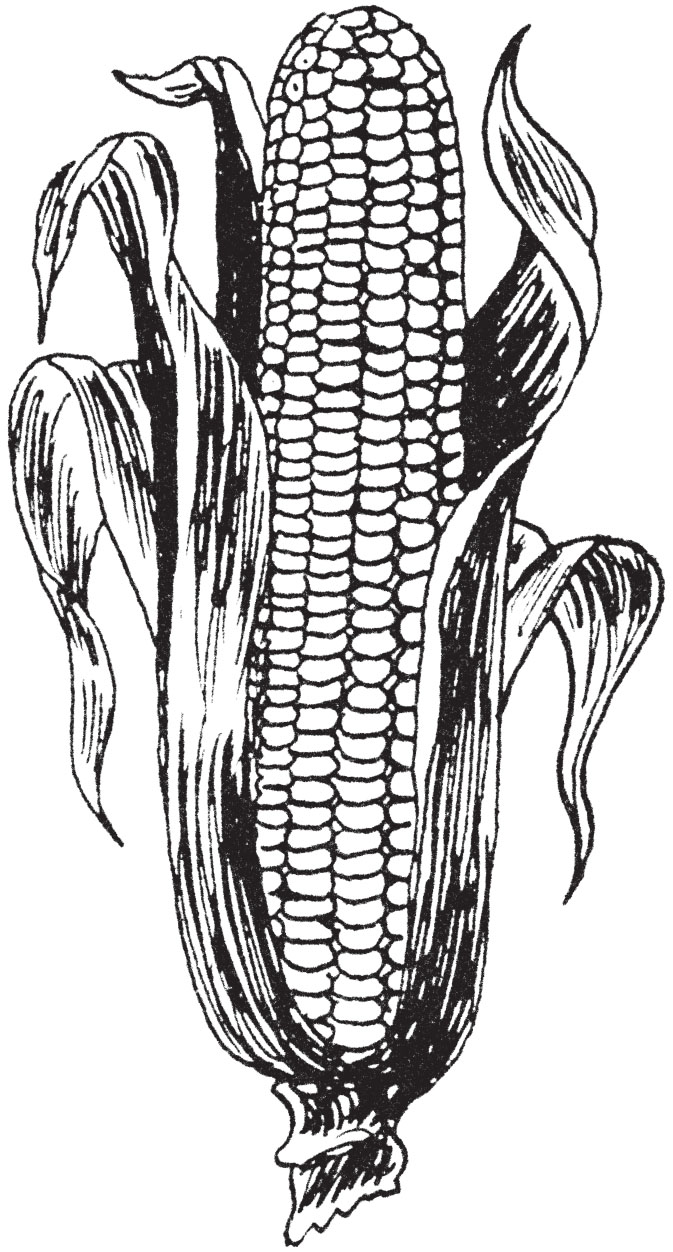 673x1252 corn drawing free download - Crops Drawing