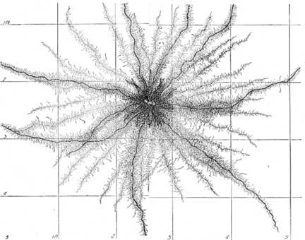 432x340 root development of vegetable crops chapter ii botanical - Crops Drawing