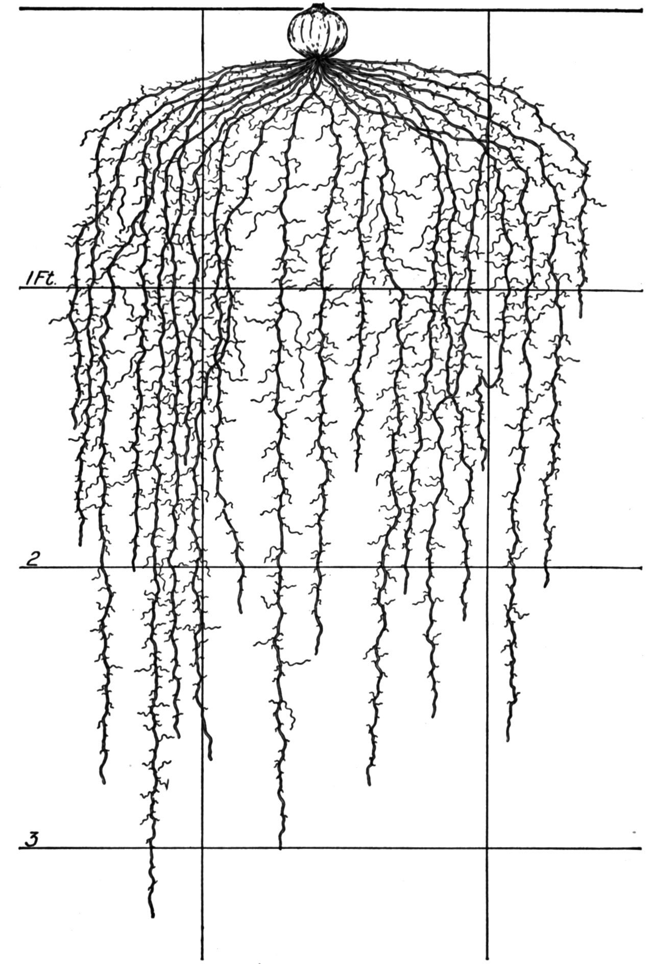1283x1888 the root development of vegetable crops mother earth news - Crops Drawing