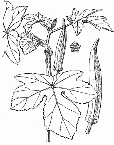 392x498 okra lost crops of africa volume ii vegetables - Crops Drawing
