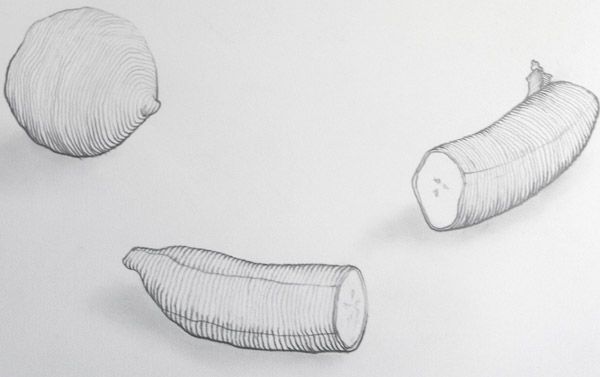 600x377 Student Drawing Of Fruit With Cross Contour Lines Fruit Howto - Cross Contour Drawing Fruit