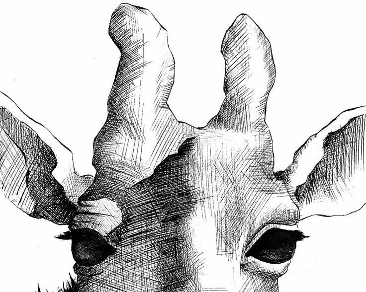 736x588 Cross Hatching Animals In Ink - Cross Hatching Drawing