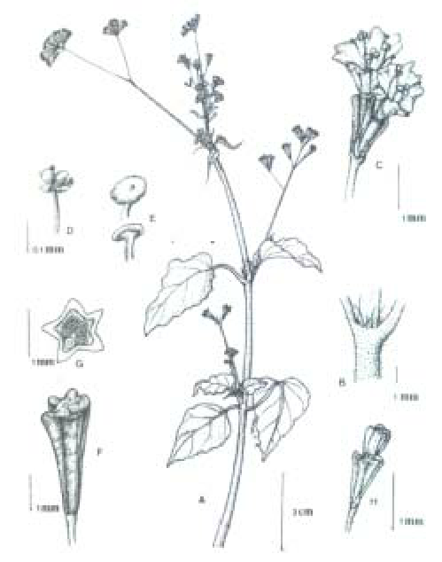 499x634 Botanical Line Drawing Of Boerhavia Erecta L A Habit B Node - Cross Line Drawing