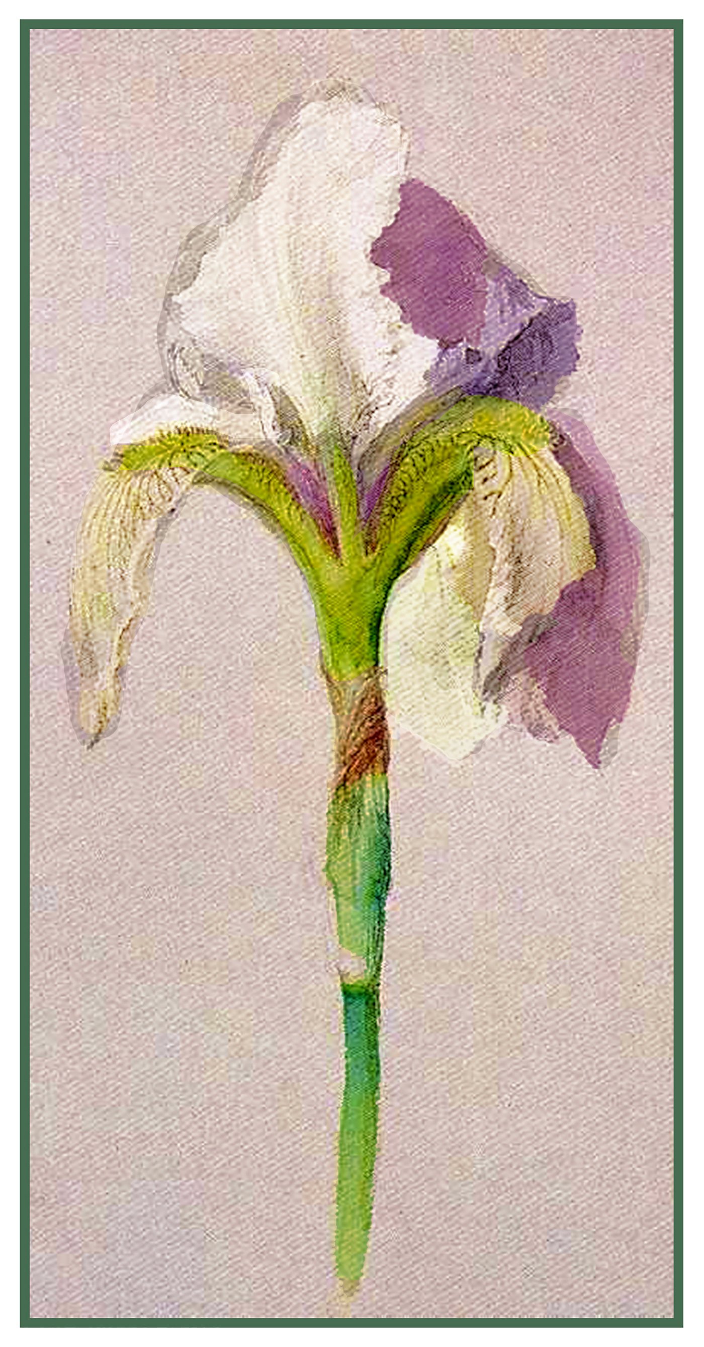 1400x2677 John Ruskin Drawing Of An Iris Flower Counted Cross Stitch - Cross Stitch Drawing
