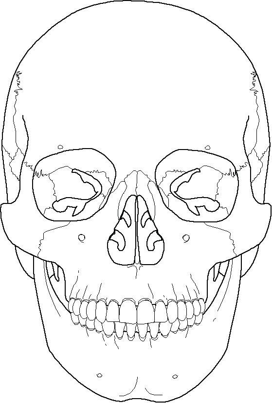 559x830 Skull Bones Anatomy Coloring Pages Human Colouring And Crossbones - Crossbones Drawing