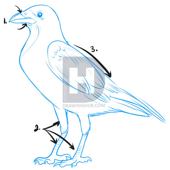 555x554 How To Draw A Crow, Step - Crow Bird Drawing