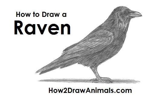 500x315 How To Draw A Raven - Crow Bird Drawing