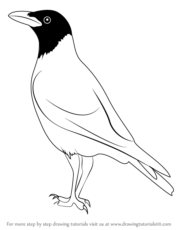 616x794 Learn How To Draw A Hooded Crow - Crow Bird Drawing