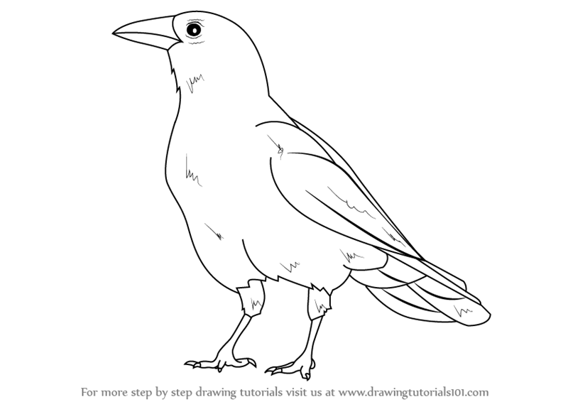 800x566 Learn How To Draw An American Crow - Crow Bird Drawing