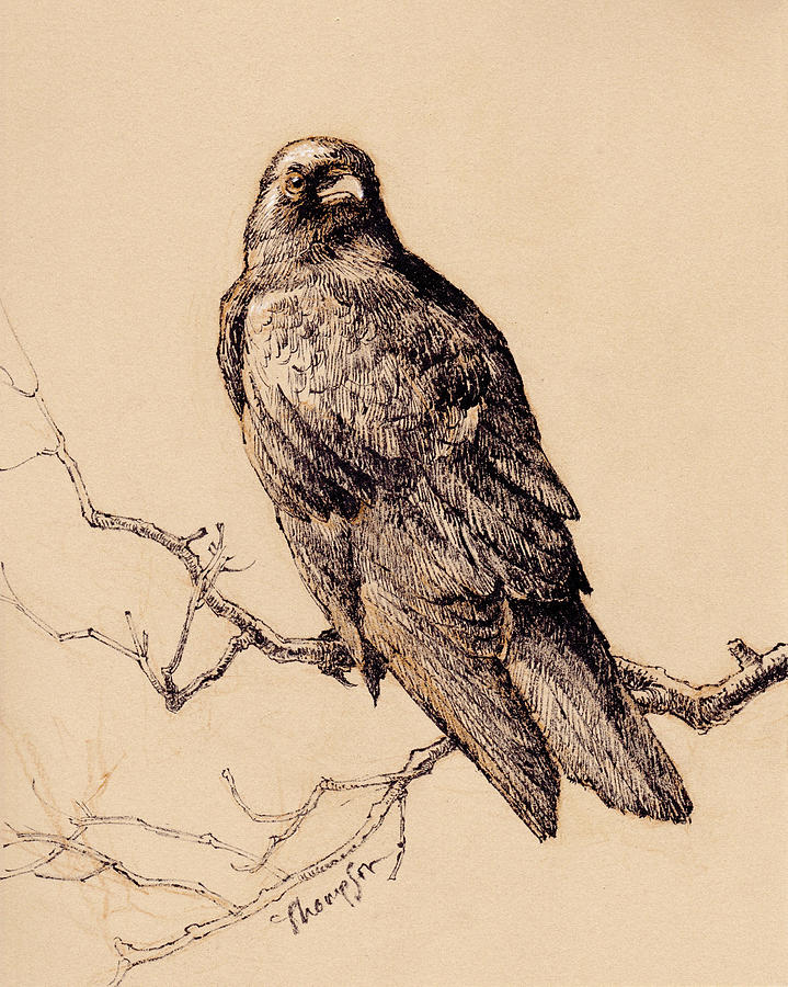 719x900 october crow drawing - Crow Bird Drawing