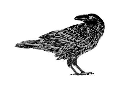 400x300 stylized crows decorative bird line art rook black and white - Crow Bird Drawing