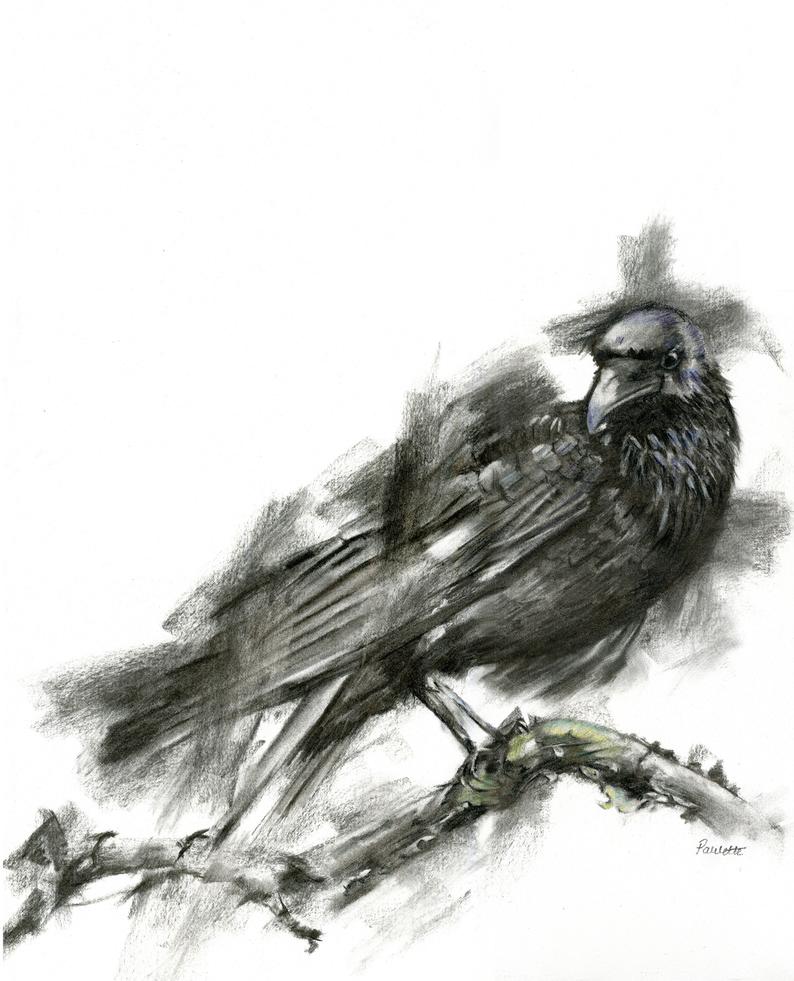 794x981 The Watcher Original Charcoal And Pastel Drawing Of A Crow Etsy - Crow Bird Drawing