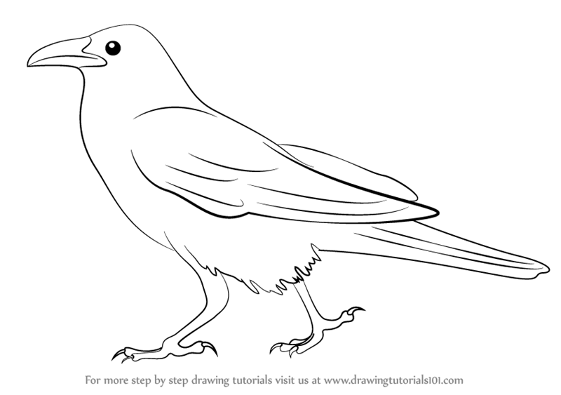 800x563 This Is An Easy Step Tutorial About How To Draw Crow! Art - Crow Bird Drawing