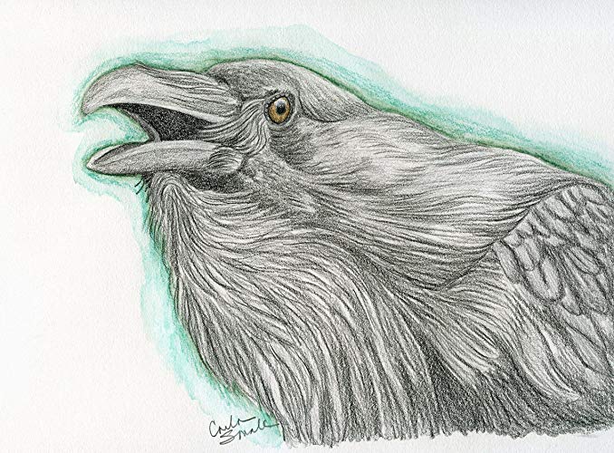 678x500 raven crow bird wildlife original drawing art free - Crow Bird Drawing