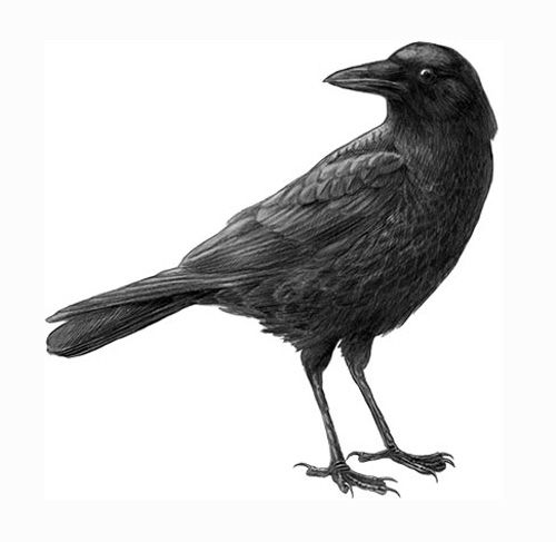 Crow Bird Drawing at PaintingValley.com | Explore collection of Crow ...