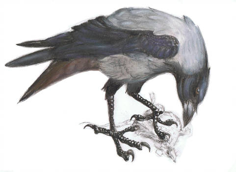 481x350 bird's drawing the dun crow - Crow Bird Drawing