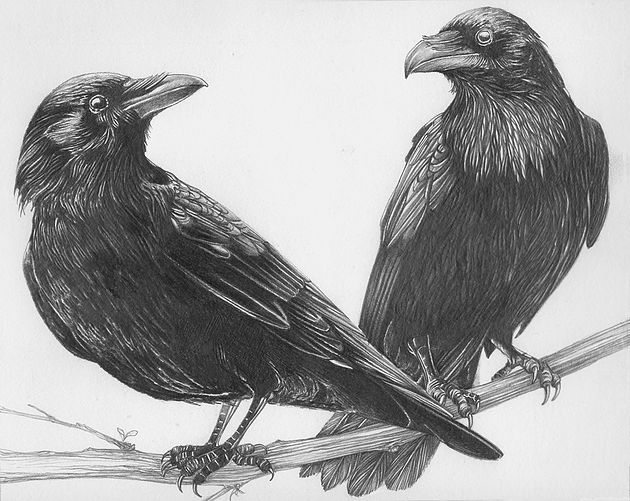 630x501 crows - Crow Drawing.