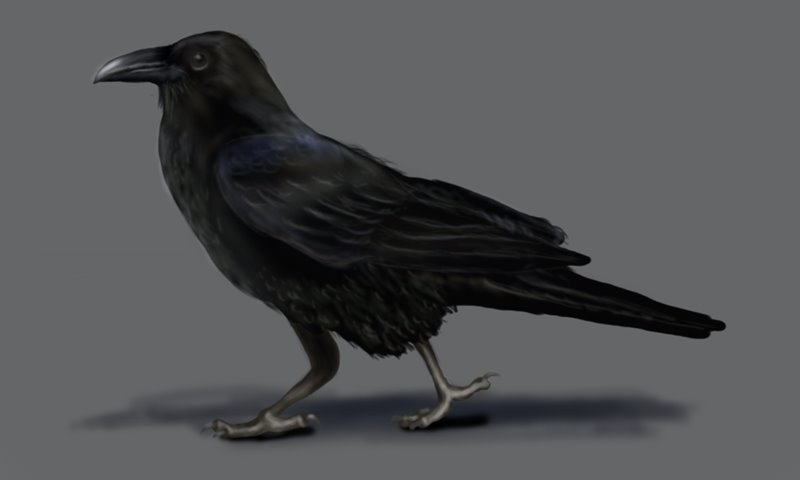800x480 Learn How To Draw A Crow - Crow Drawing