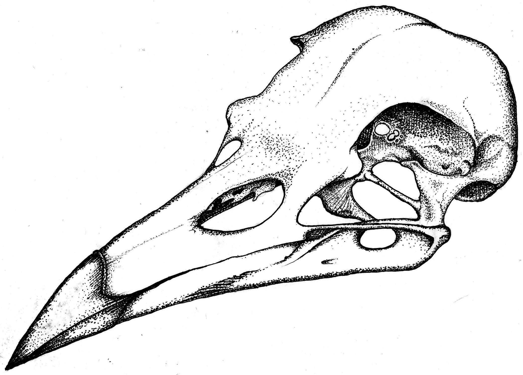 2100x1506 Crow Drawing Skull For Free Download - Crow Drawing