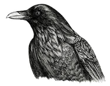 375x294 The Crow Drawing - Crow Drawing