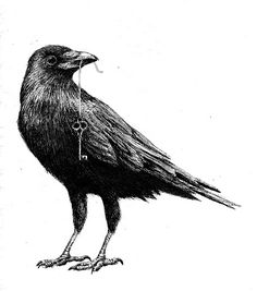 Crow Drawing at PaintingValley.com | Explore collection of Crow Drawing