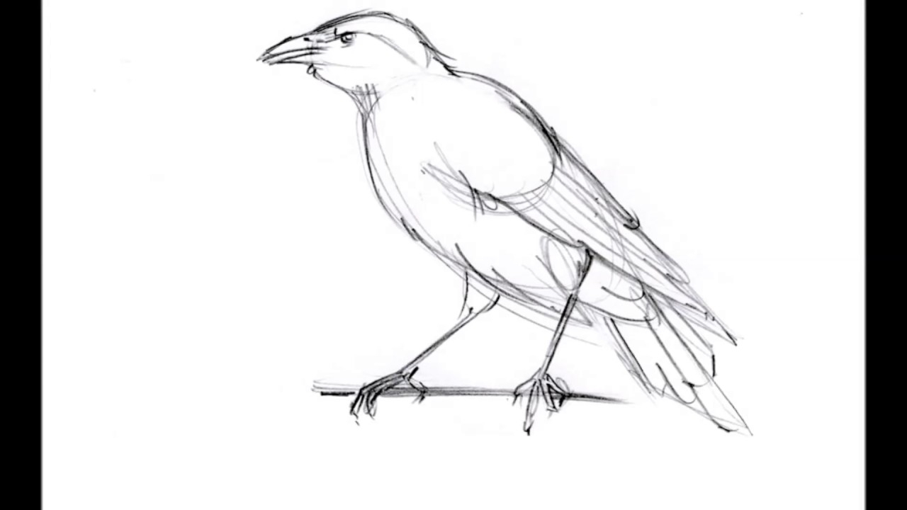 1280x720 crow drawing line sketch and how to draw a crow - Crow Drawing Images