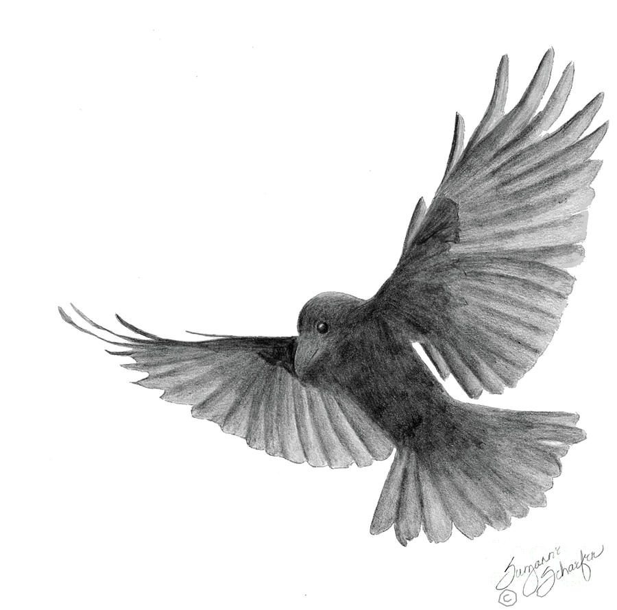 900x890 Crow In Flight Drawing - Crow Drawing Images