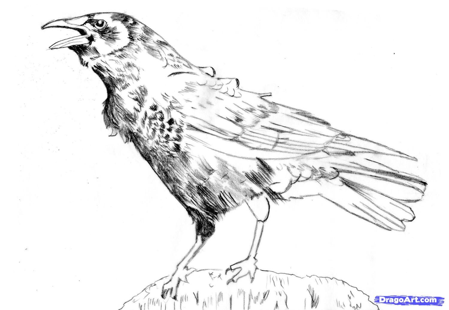 1500x1036 crow pencil drawings how to draw a realistic crow, american crow - Crow Drawing Images