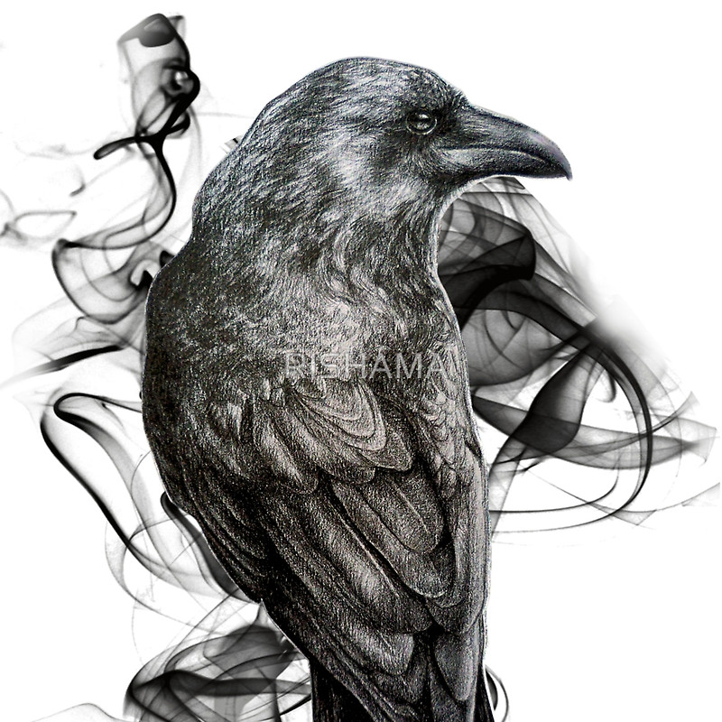 800x800 Crow Sketch Drawing Skill - Crow Drawing Images