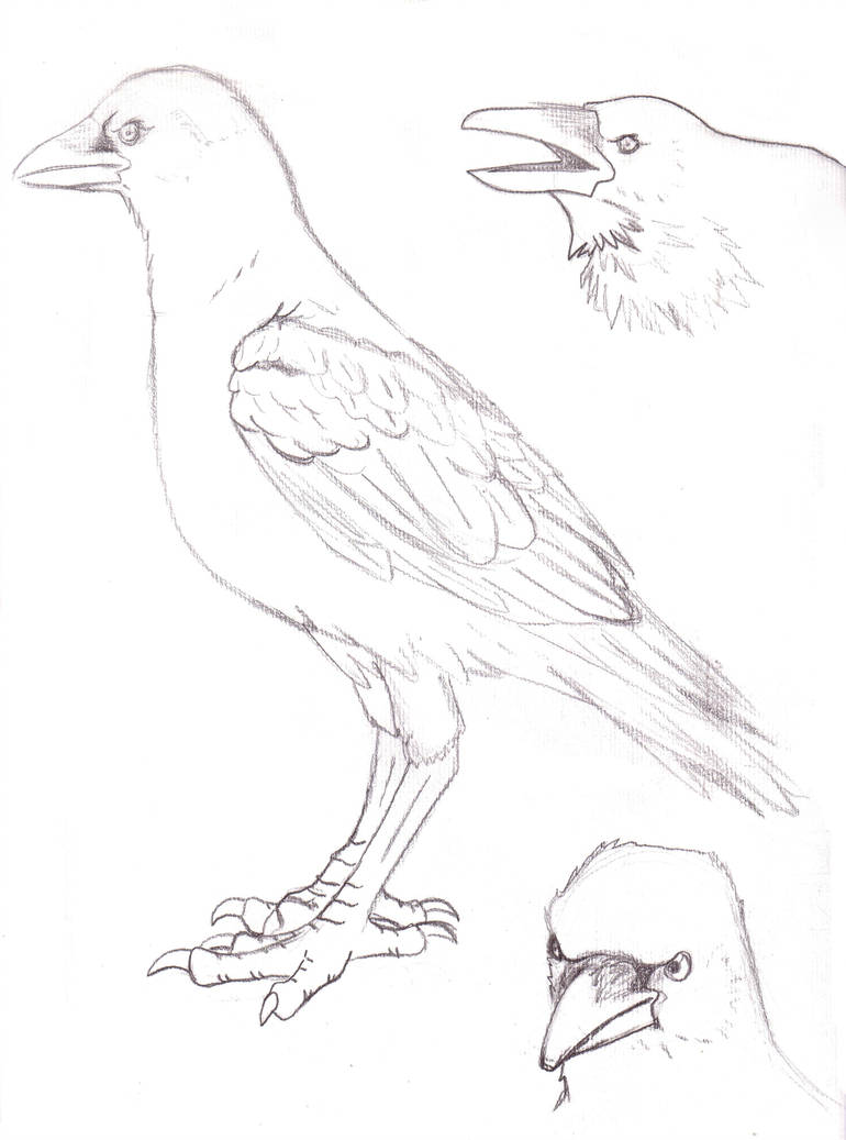 770x1037 Crow Drawing - Crow Drawing Images
