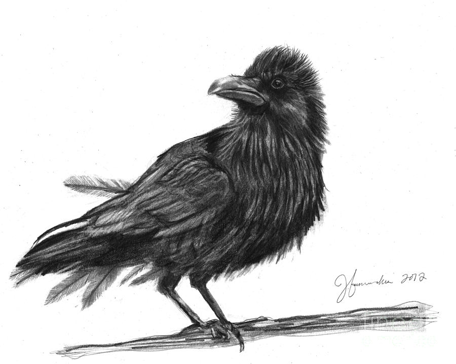 900x720 Dream Crow Drawing - Crow Drawing Images