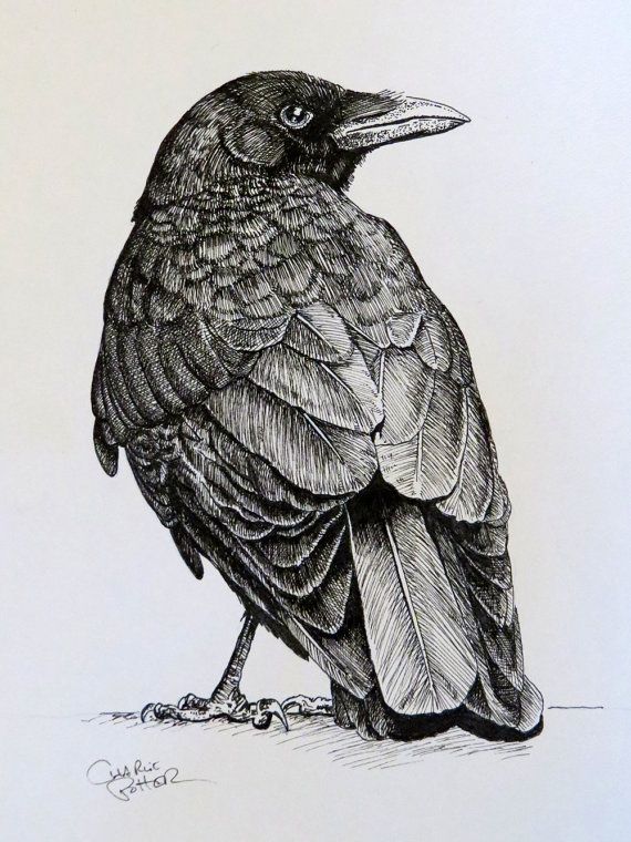 570x760 Gorgeous Crow Drawing I Think I'm Going To Buy This For My Cousin - Crow Drawing Images
