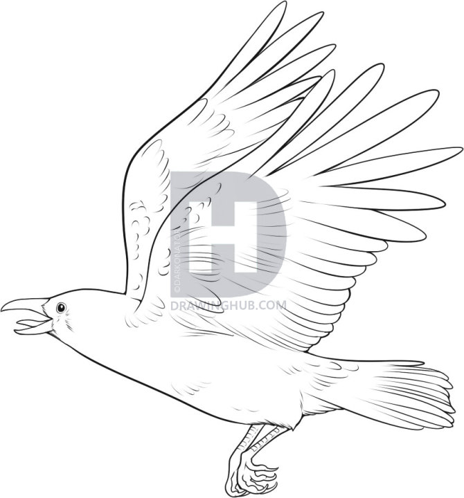 670x720 How To Draw A Crow, Step - Crow Drawing Images