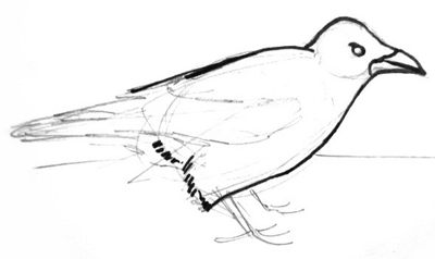 400x238 How To Draw A Crow - Crow Drawing Images